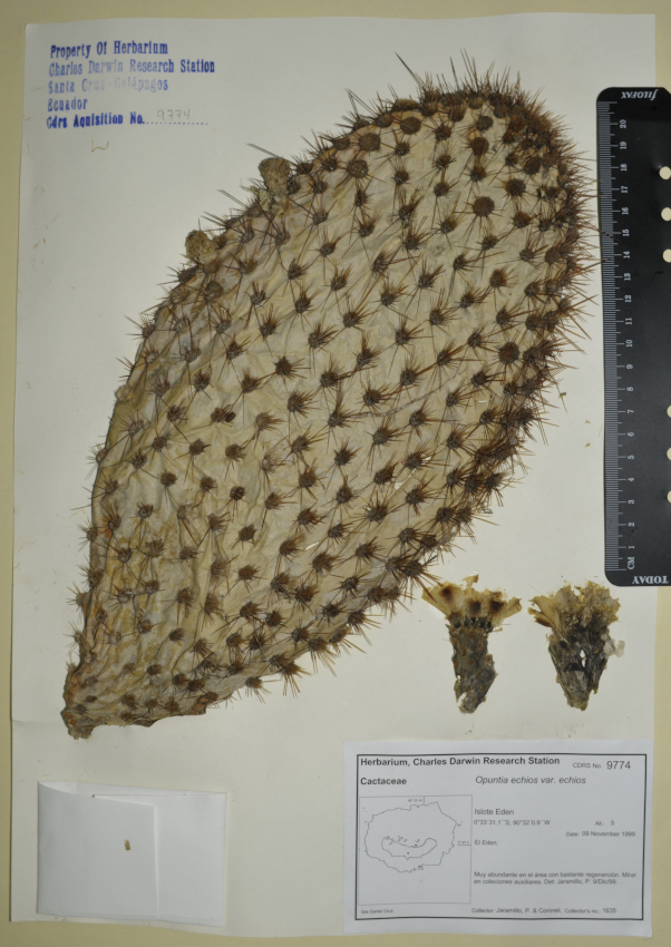 Espécimen de Opuntia echios var. echios en el herbario de la ECCD. Foto: CDF Archive, 2012.