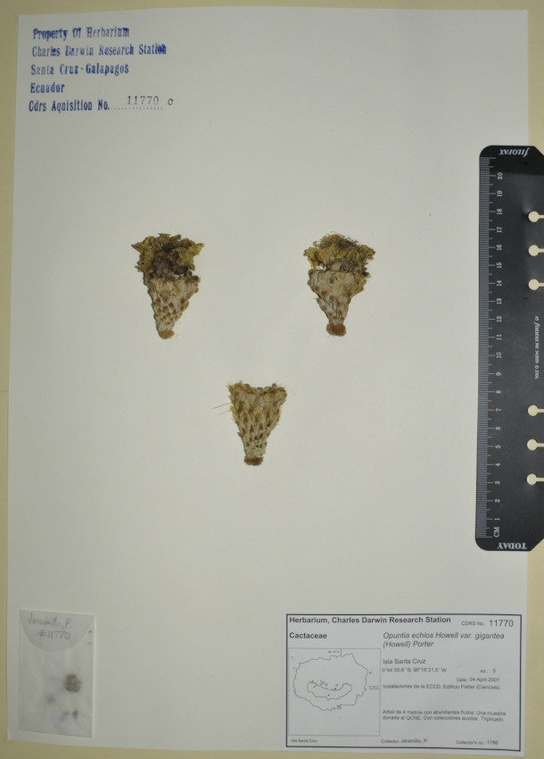 Specimen of Opuntia echios var. gigantea in the CDRS Herbarium. Photo: CDF Archive, 2012.