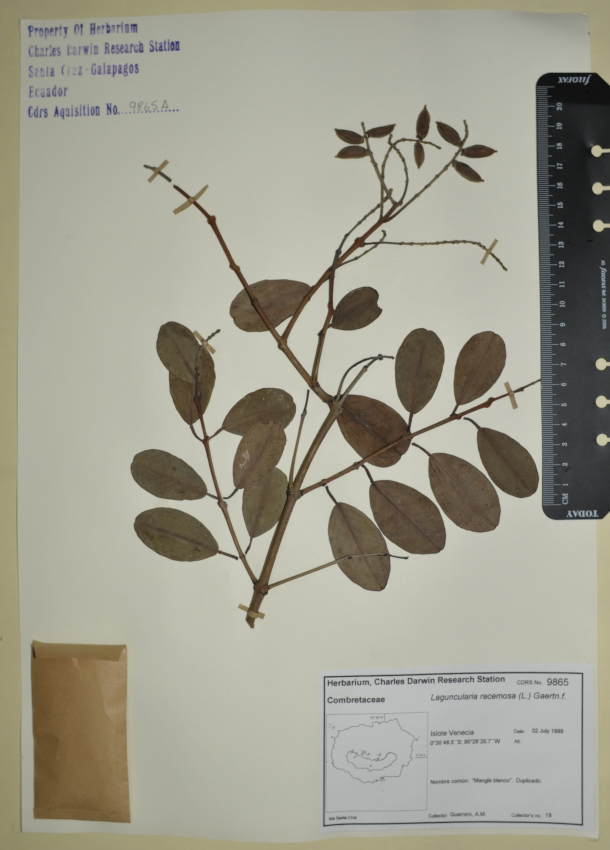 Espécimen de Laguncularia racemosa en el herbario de la ECCD. Foto: Maria Fernanda Santillan, CDF, 2012.