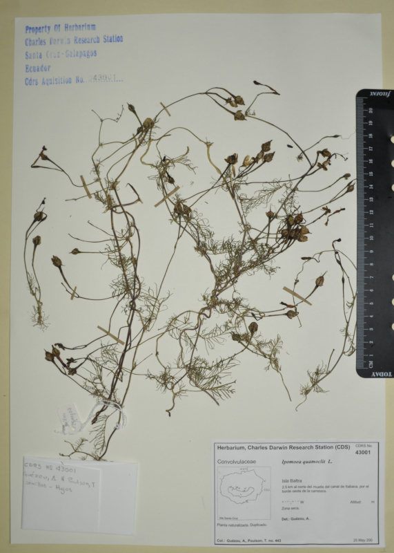 Specimen of Ipomoea quamoclit in the CDRS Herbarium. Photo: CDF Archive, 2012.