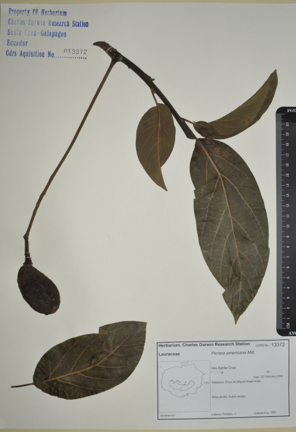 Specimen of Persea americana in the CDRS Herbarium. Photo: CDF Archive, 2012.