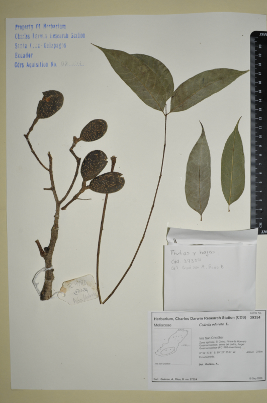 Espécimen de Cedrela odorata en el herbario de la ECCD. Foto: Maria Fernanda Santillan, CDF Archive, 2012.
