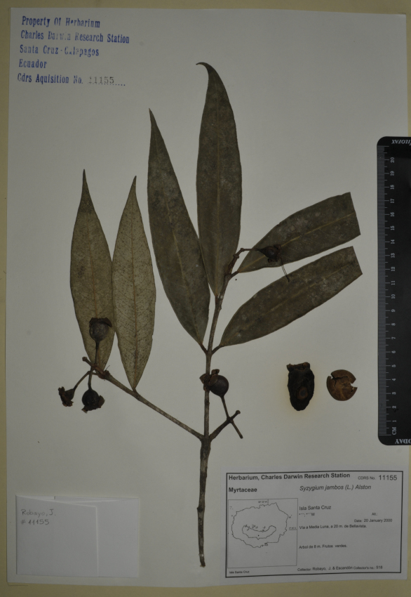 Specimen of Syzygium jambos in the CDRS Herbarium. Photo: CDF Archive, 2012.