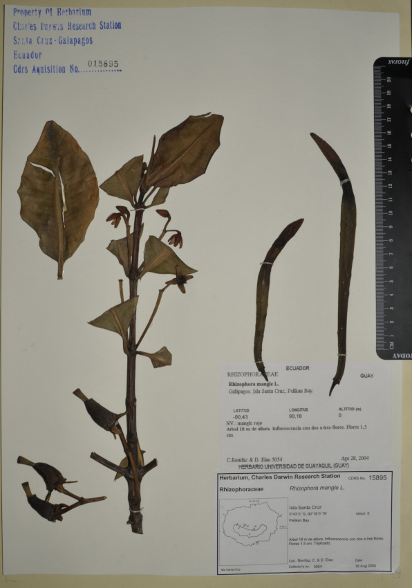 Espécimen de Rhizophora mangle en el herbario de la ECCD. Foto: Maria Fernanda Santillan, CDF, 2012.