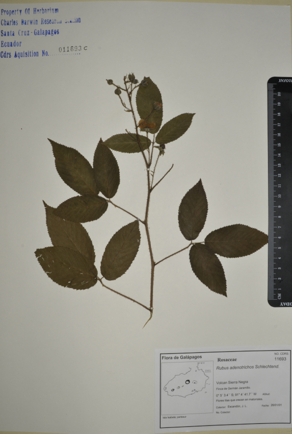 Specimen of Rubus adenotrichos in the CDRS Herbarium. Photo: Andrea Cahuana, CDF, 2012.