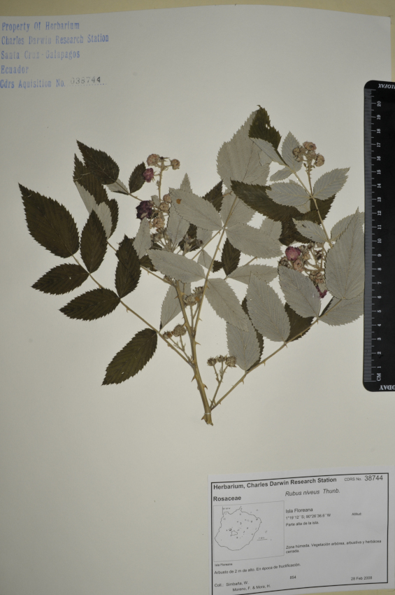 Espécimen de Rubus niveus en el herbario de la ECCD. Foto: CDF Archive, 2012.