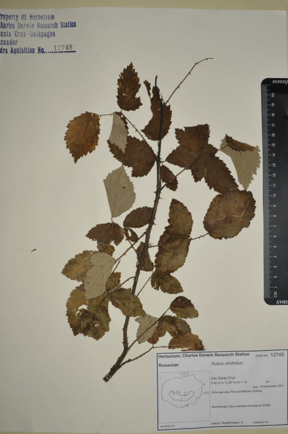 Specimen of Rubus ulmifolius in the CDRS Herbarium. Photo: CDF Archive, 2012.