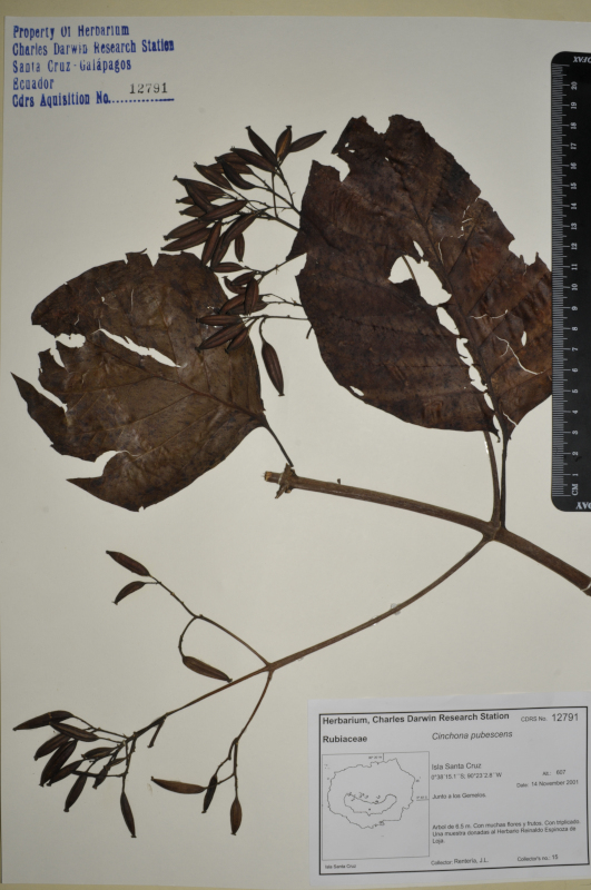 Espécimen de Cinchona pubescens en el herbario de la ECCD. Foto: CDF Archive, 2012.
