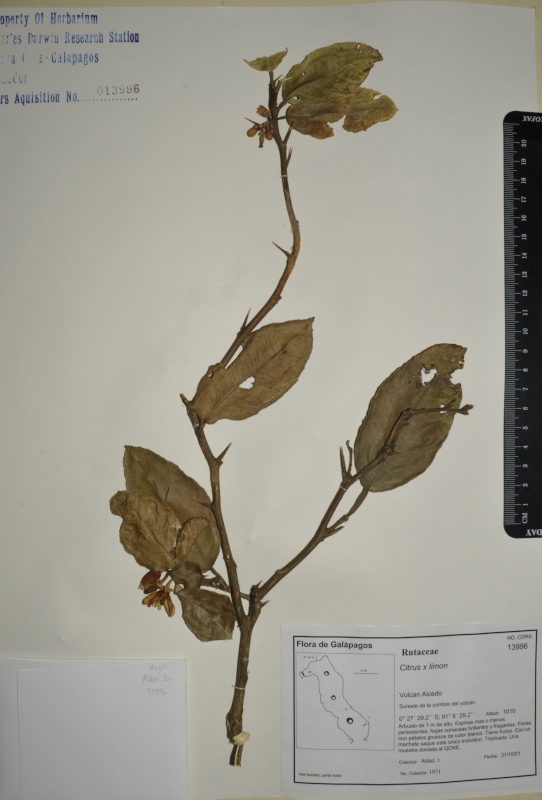 Espécimen de Citrus x limon en el herbario de la ECCD. Foto: Andrea Cahuana, CDF, 2012.