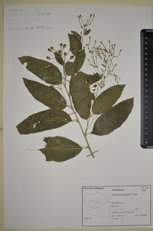 Espécimen de Cestrum auriculatum en el herbario de la ECCD. Foto: CDF Archive, 2012.