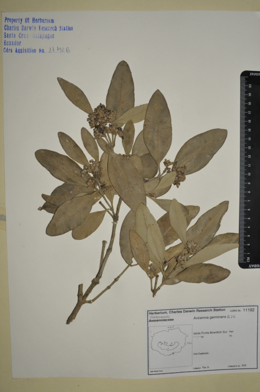 Espécimen de Avicennia germinans en el herbario de la ECCD. Foto: CDF Archive, 2008.