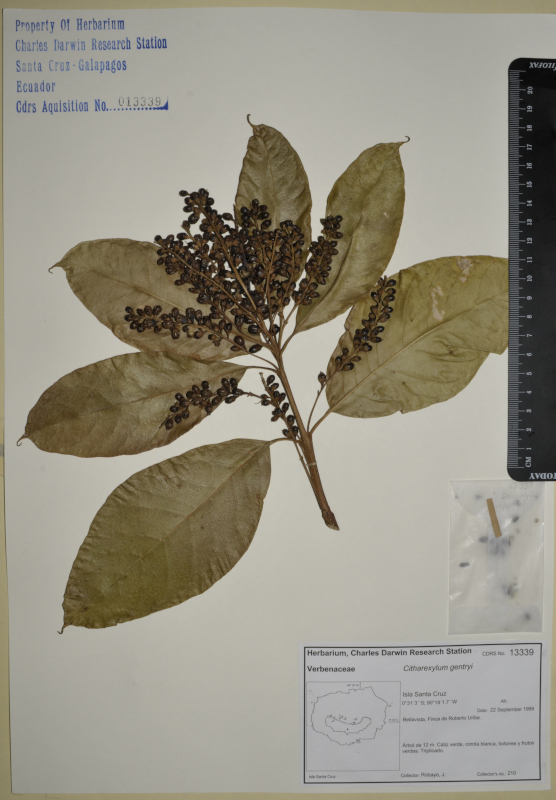 Specimen of Citharexylum gentryi in the CDRS Herbarium. Photo: CDF Archive.