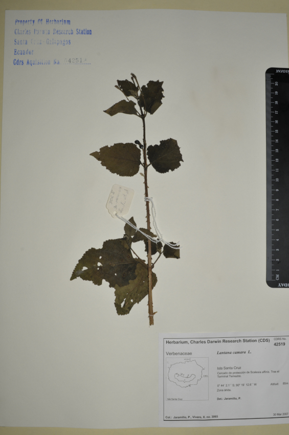 Espécimen de Lantana camara en el herbario de la ECCD. Foto: CDF Archive, 2012.