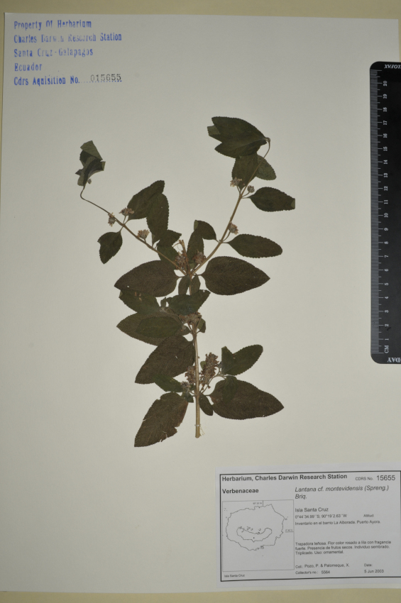 Specimen of Lantana montevidensis in the CDRS Herbarium. Photo: CDF Archive, 2012.