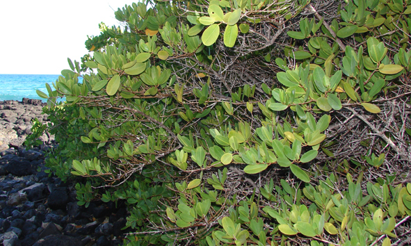 Laguncularia racemosa , mangle blanco. Foto: CDF Archive, 2007.