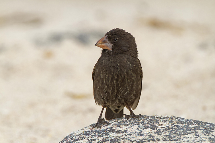 Large Cactus Finch, Male, in Española, Galapagos Photo: CDF Archive.