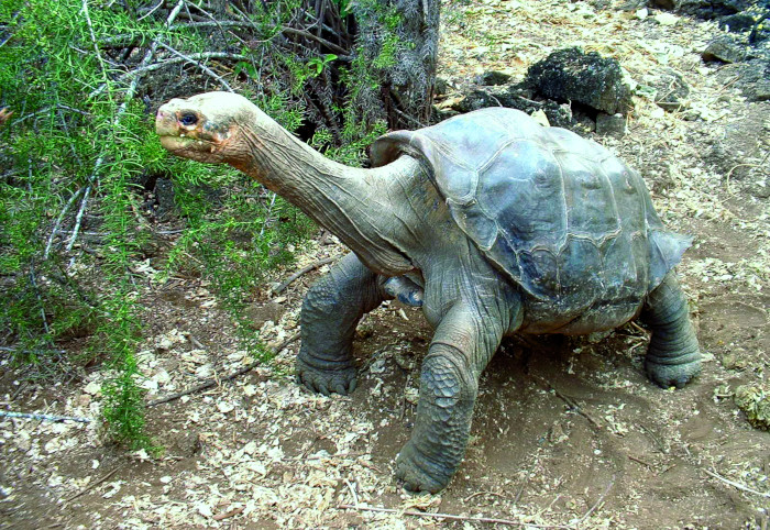 Chelonoidis abingdonii , Pinta Galapagos Tortoise. Photo: David A. Wiedenfeld, CDF, 2005.