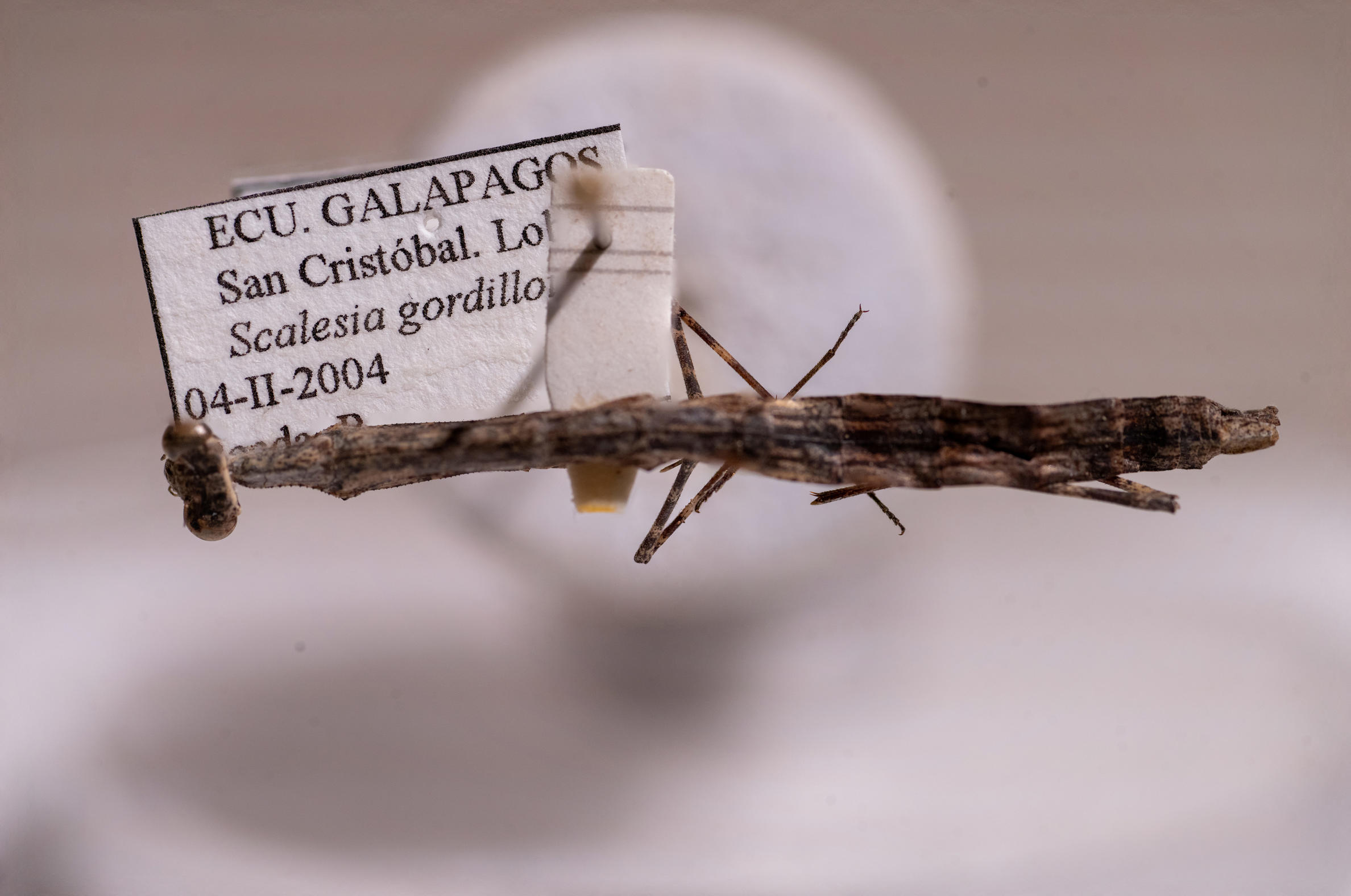 Dorsal view of Galapagia solitaria (ICCDRS 36040). Photo: Carlos Espinosa.