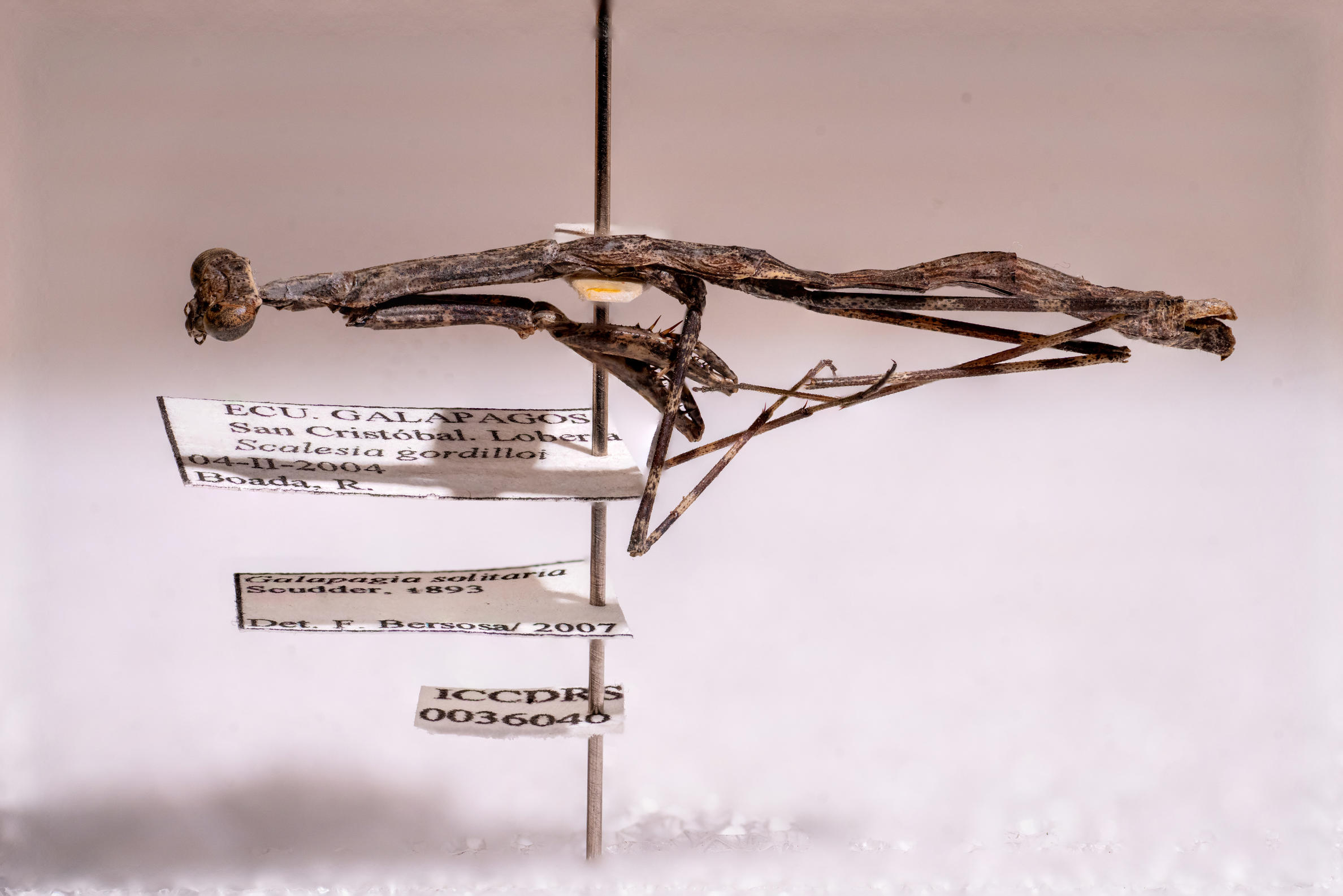 Lateral view of Galapagia solitaria (ICCDRS 36040). Photo: Carlos Espinosa.