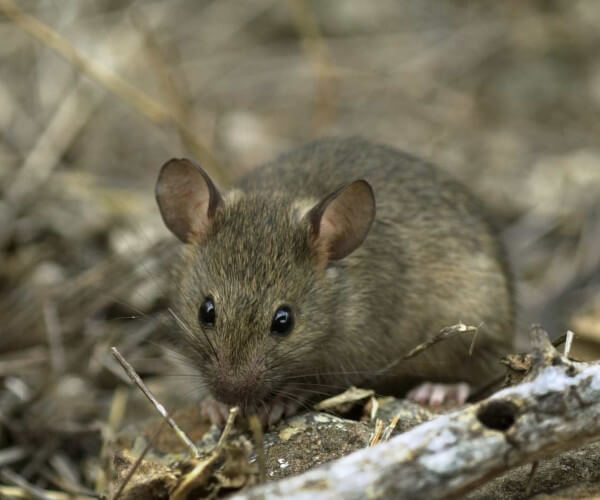 House Mouse (Mus musculus). Photo: Heidi Snell, CDF.