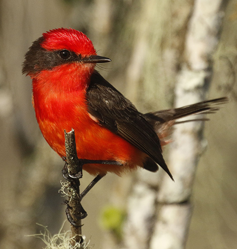 Pájaro Brujo de Galápagos. Foto: Michael Dvorak, CDF.