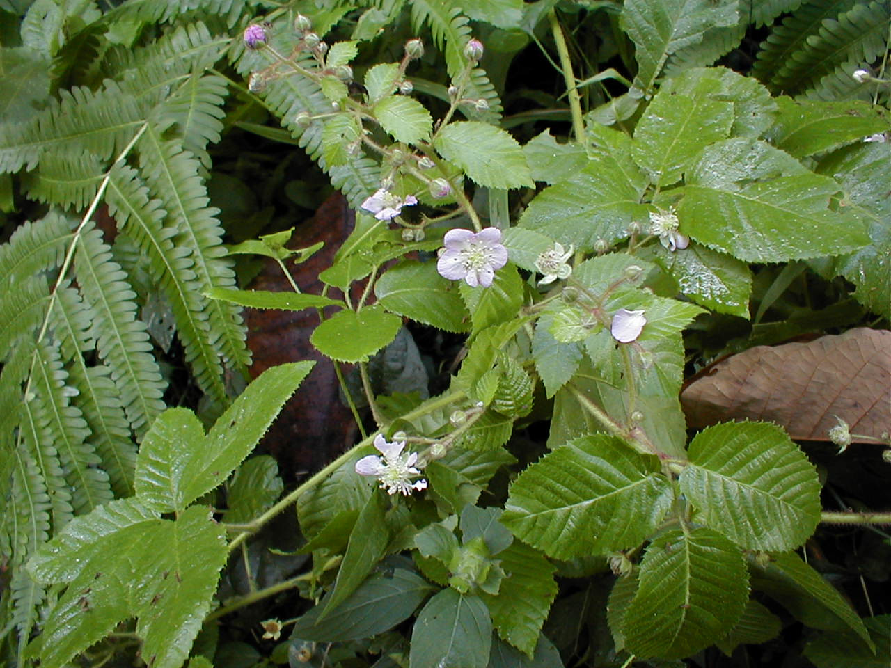 Rubus adenotrichos in Santa Cruz Island, Galapagos. Photo: Jorge Renteria, CDF, 2012.