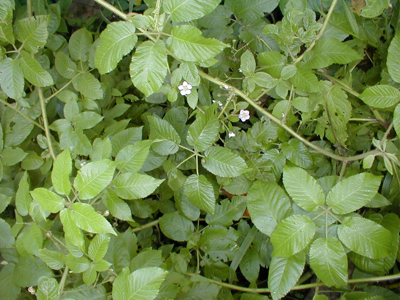 Rubus adenotrichos in Santa Cruz Island, Galapagos. Photo: Jorge Renteria, CDF, 2012.