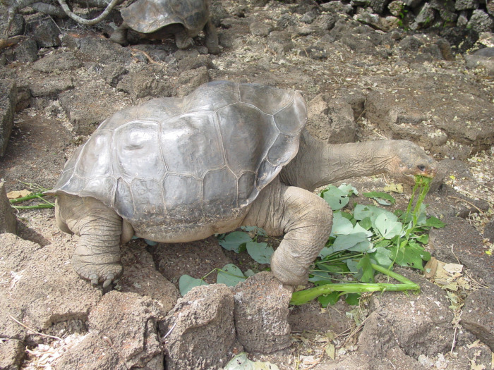 Chelonoidis abingdonii , Pinta Galapagos Tortoise. Photo: Alizon Llerena, CDF, 2005-2007.