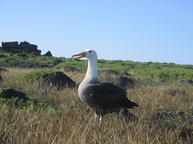 Albatros de Galápagos en Española, Galápagos. Foto: David Anchundia, CDF.