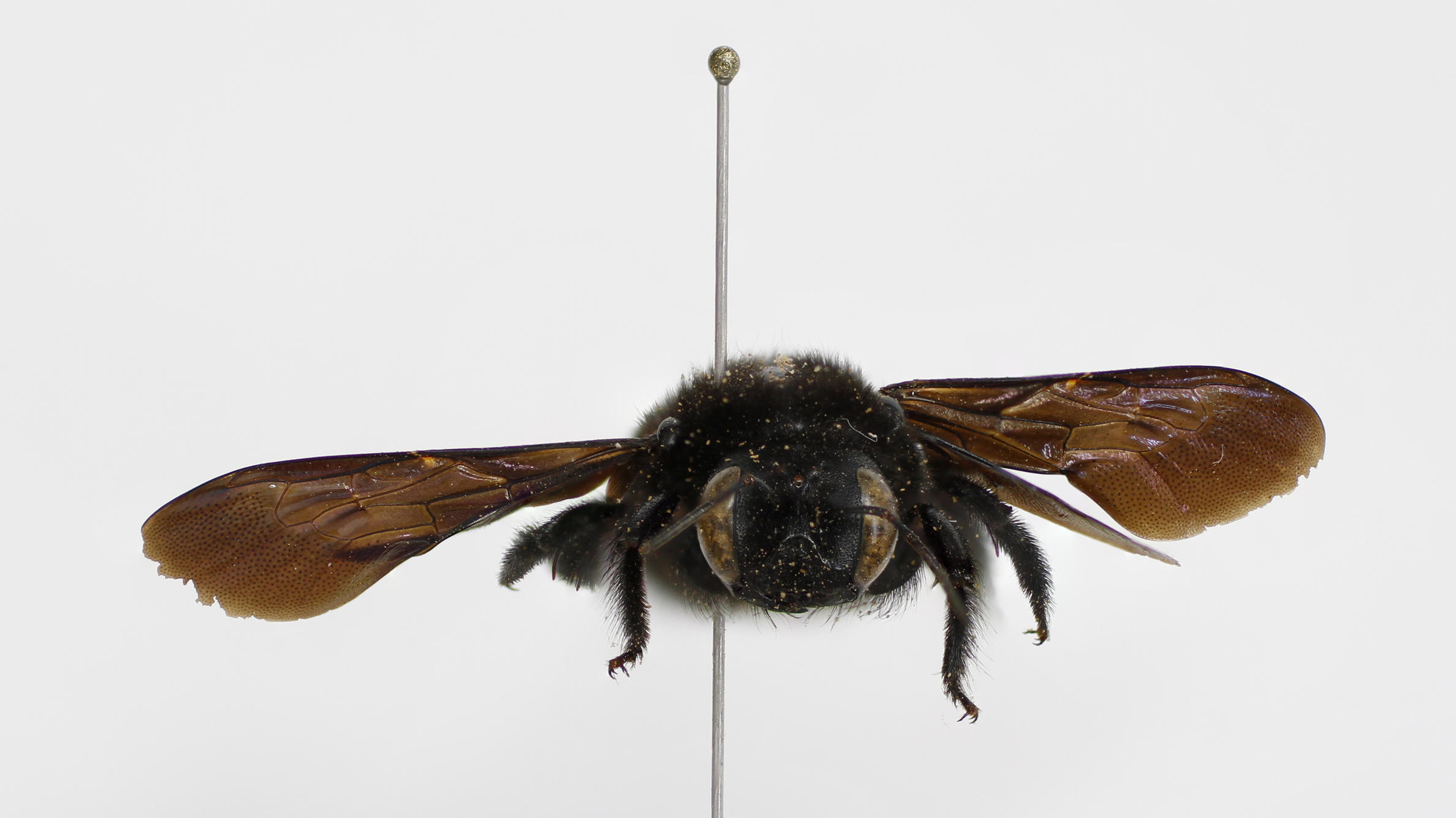X. darwini Endemic bee Photo: ICCDRS.