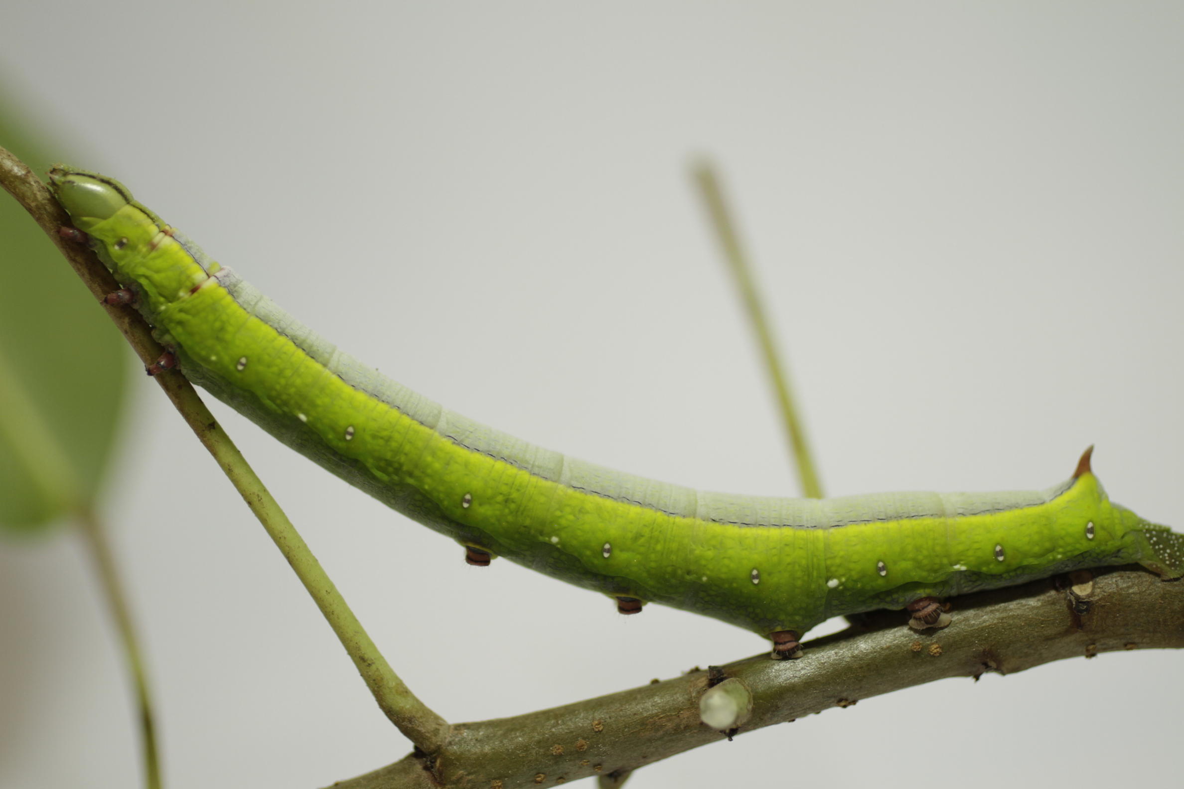 Forma clasica de la larva de Erinnyis ello encantada. Foto: Lenyn Betancourt, CDF, 2026.