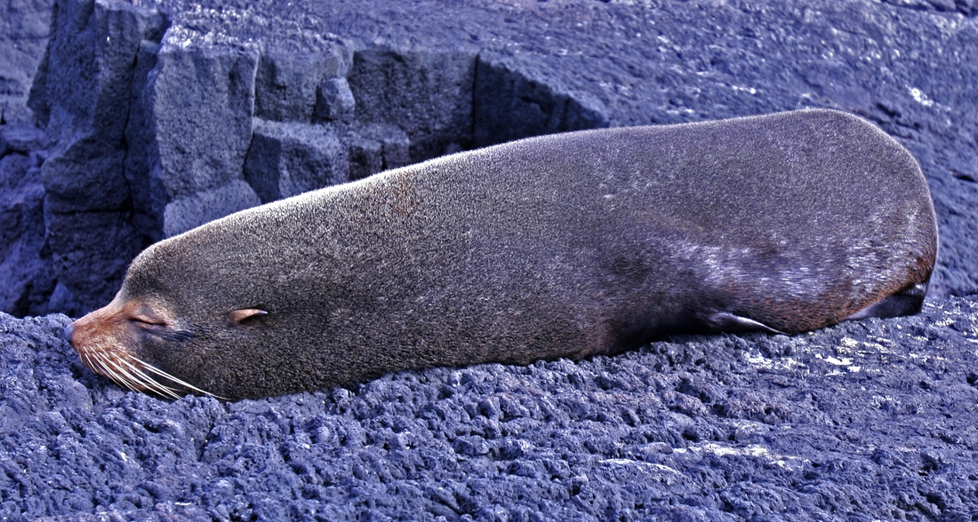 Arctocephalus galapagoensis, Santiago Island, Galapagos. Photo: Paul McFarling, CDF, 2009.