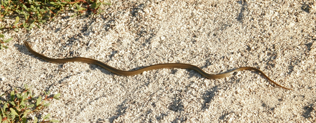 Culebra de Galápagos, Seymour Norte. Foto: Paul McFarling, CDF, 2008.