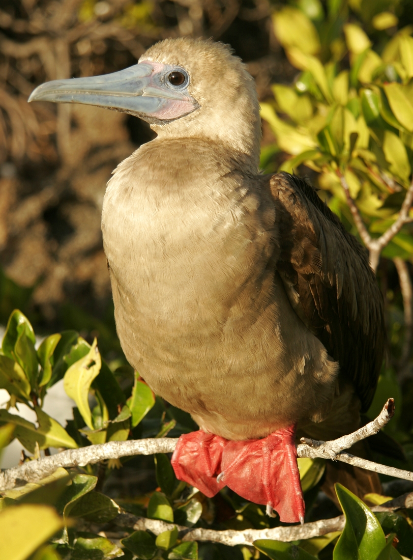 Sula sula, Genovesa Island, Galapagos. Photo: Paul McFarling, CDF, 2008.