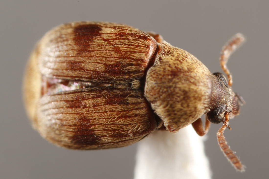 Acanthoscelides fuscomaculatus Blair 1928 (ICCDRS 34052) Foto: Ashley Sheridan, CDF, 2011.