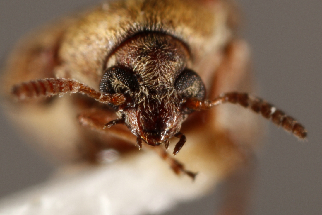 Acanthoscelides fuscomaculatus (Espécimen #34052 de ICCDRS). Foto: Ashley Sheridan, CDF, 2011.