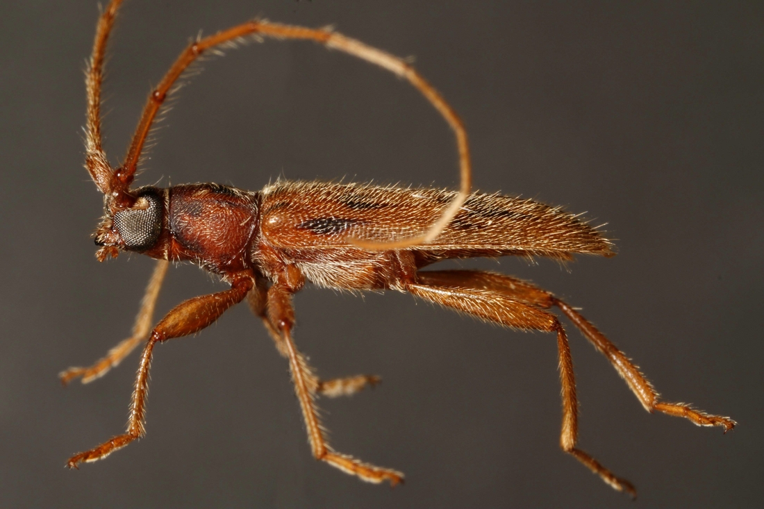 Achryson lineolatum (ICCDRS 34246) Foto: Ashley Sheridan, CDF, 2011.