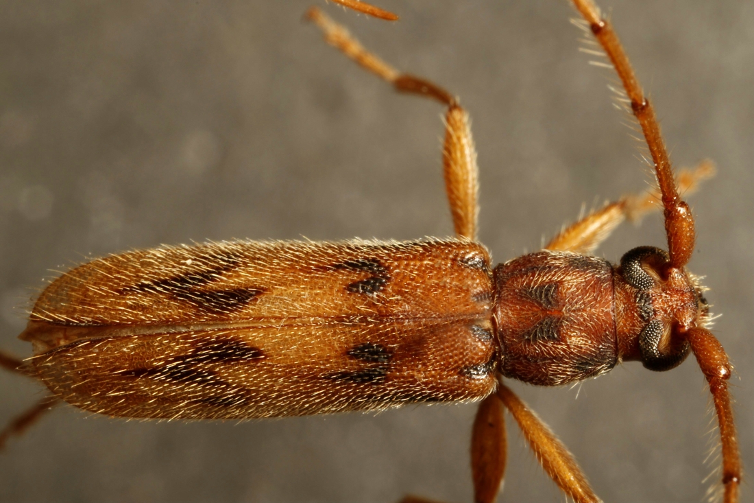 Achryson galapagoensis (Espécimen #34246 de ICCDRS). Foto: Ashley Sheridan, CDF, 2011.
