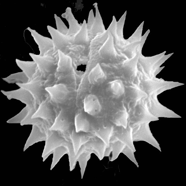 Grano de polen de Acmella darwinii (D.M. Porter) R.K. Jansen (foto en microscopio electrónico). Foto: Patricia Jaramillo Díaz & M. Mar Trigo, CDF, 2011.