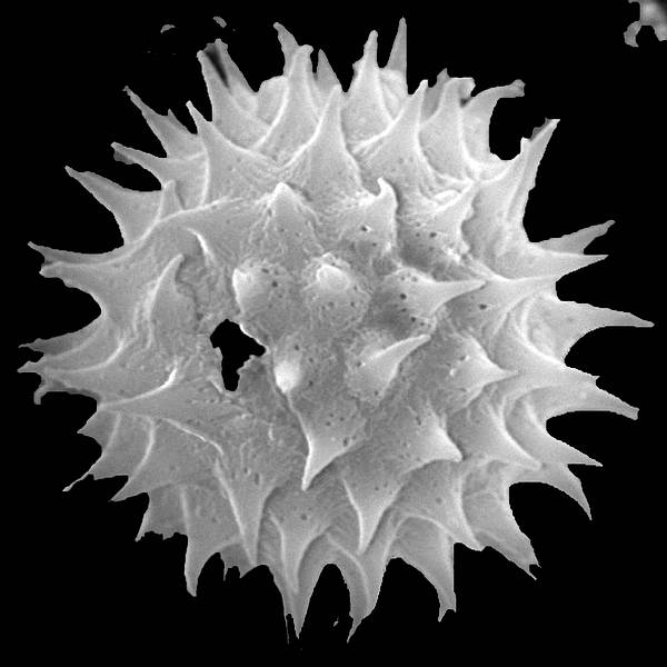 Pollen grain of Acmella sodiroi (Hieron.) R.K. Jansen (scanning electron micrograph). Photo: Patricia Jaramillo Díaz & M. Mar Trigo, CDF, 2011.
