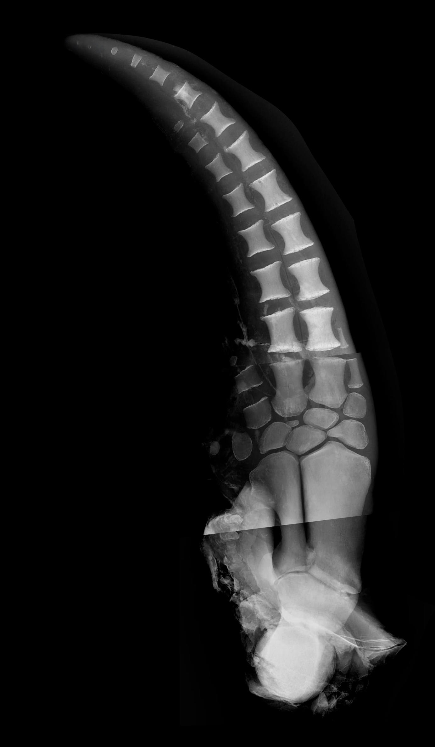 Rayos-X mano derecha Foto: .