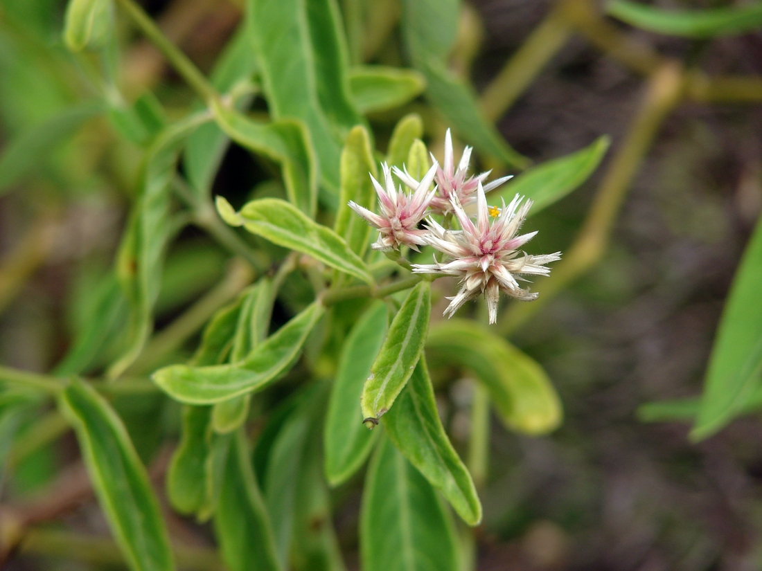 Alternanthera echinocephala , spiny - headed chaff flower, seaurchin joyweed. Photo: Patricia Jaramillo, Rachel Atkinson, Anne Guézou, CDF, 2007.