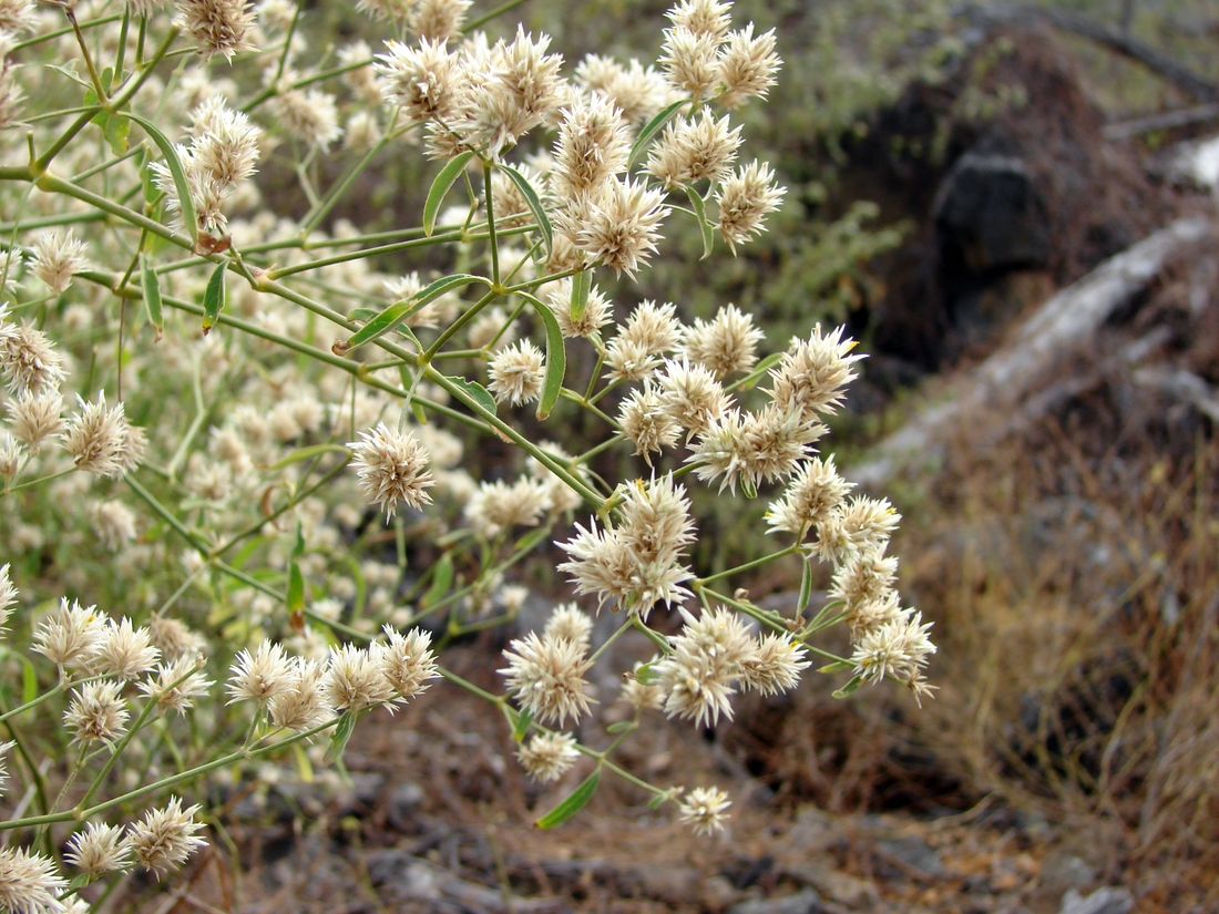 Alternanthera echinocephala , spiny - headed chaff flower, seaurchin joyweed. Photo: Patricia Jaramillo, Rachel Atkinson, Anne Guézou, CDF, 2007.