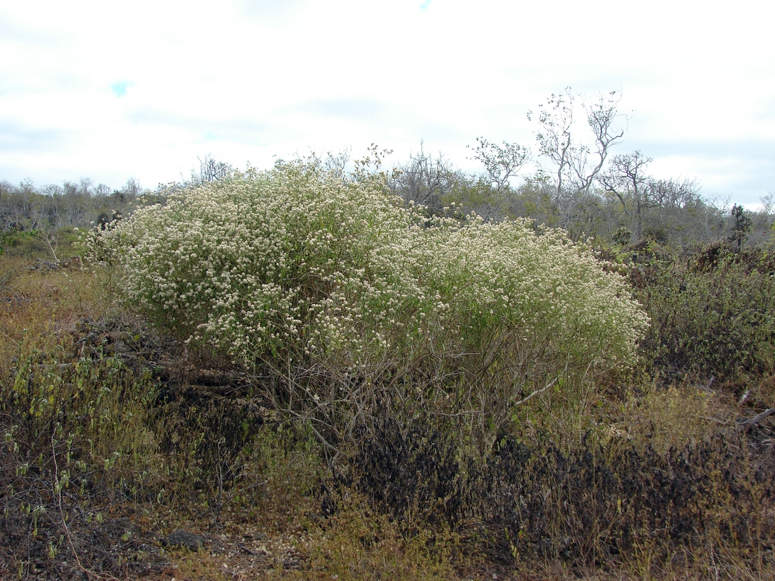 Alternanthera echinocephala , spiny - headed chaff flower, seaurchin joyweed. Photo: Patricia Jaramillo, Rachel Atkinson, Anne Guézou, CDF, 2007.