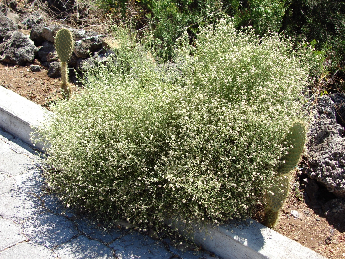 Alternanthera filifolia ssp. filifolia. Foto: Patricia Jaramillo, Rachel Atkinson, Anne Guézou, CDF, 2007.