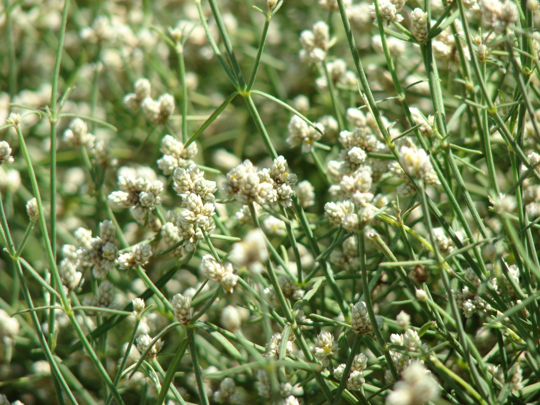 Alternanthera filifolia ssp. filifolia. Foto: Patricia Jaramillo, Rachel Atkinson, Anne Guézou, CDF, 2007.