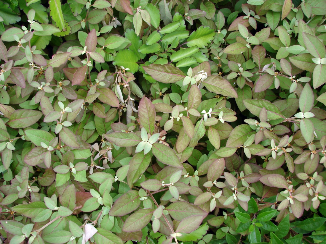 Alternanthera halimifolia. Foto: Patricia Jaramillo, Rachel Atkinson, Anne Guézou, CDF, 2007.