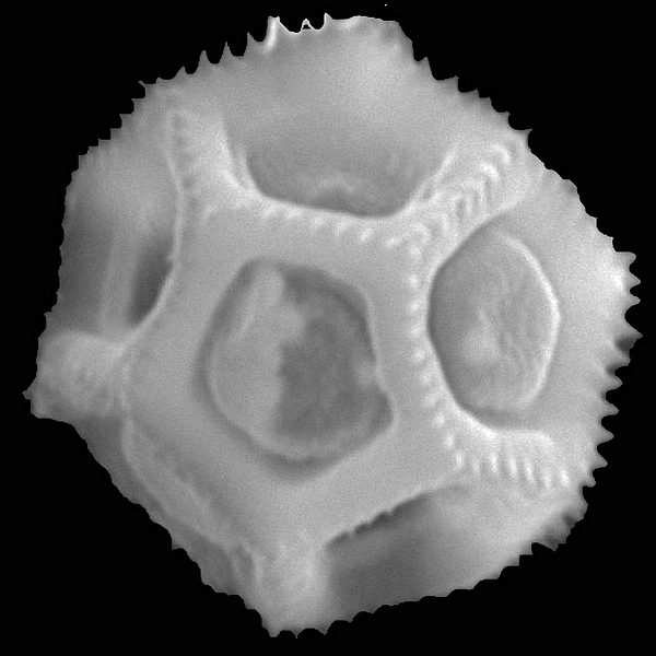 Pollen grain of Alternanthera filifolia ssp. glaucescens (scanning electron micrograph). Photo: Patricia Jaramillo Díaz & M. Mar Trigo, CDF, 2011.