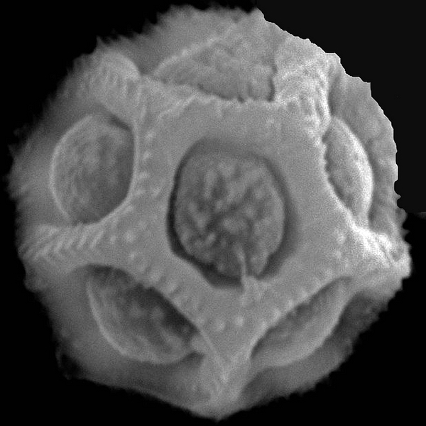 Pollen grain of Alternanthera filifolia ssp. glaucescens Eliasson (scanning electron micrograph). Photo: Patricia Jaramillo Díaz & M. Mar Trigo, CDF, 2011.