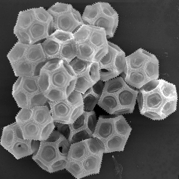 Pollen grain of Alternanthera filifolia ssp. pintensis (scanning electron micrograph). Photo: Patricia Jaramillo Díaz & M. Mar Trigo, CDF, 2011.